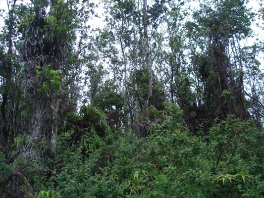 4 Lot Volcano, HI 96785 - Photo 2 of 3 Gallery Image 2