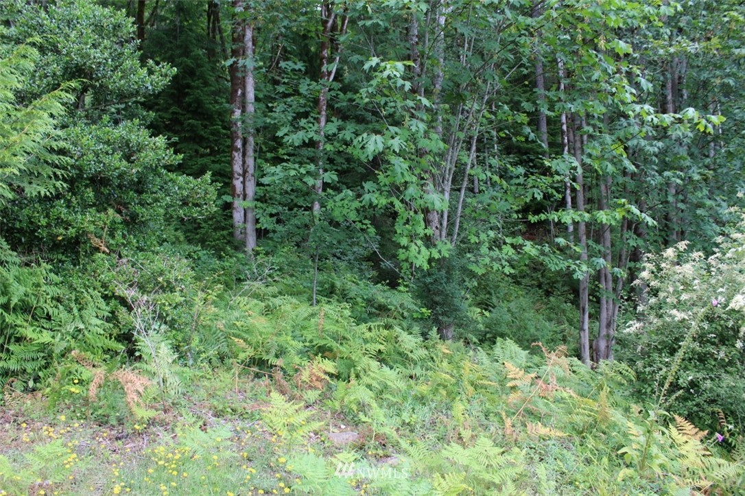 9999 Rocky Brook Road Brinnon, WA 98320 - Photo 5 of 7 Gallery Image 5