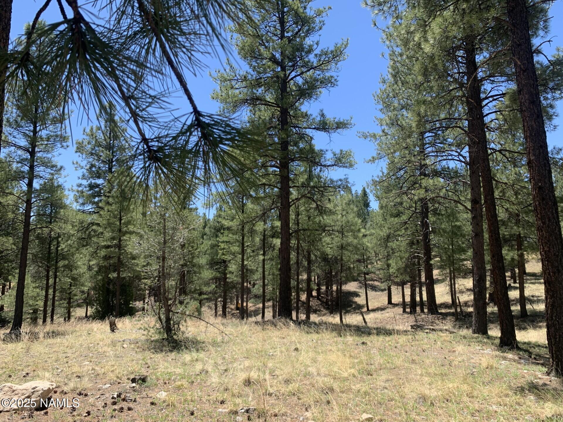 2343 East Del Rae Drive, Unit 176 Flagstaff, AZ 86005 - Photo 4 of 7 a backyard of a house with lots of trees