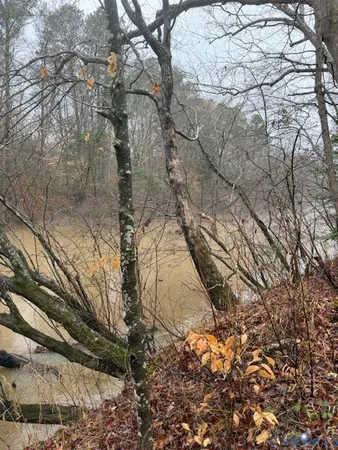 a view of a forest filled with trees