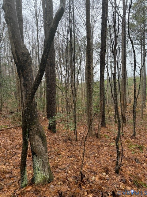 0 Cherry Hill Road McKenney, VA 23872 - Photo 13 of 16 a view of a forest filled with trees