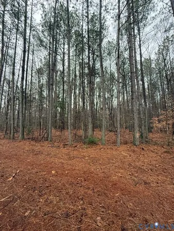 a large tree in the middle of the forest