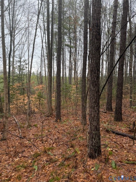 0 Cherry Hill Road McKenney, VA 23872 - Photo 8 of 16 a large tree in the middle of the forest