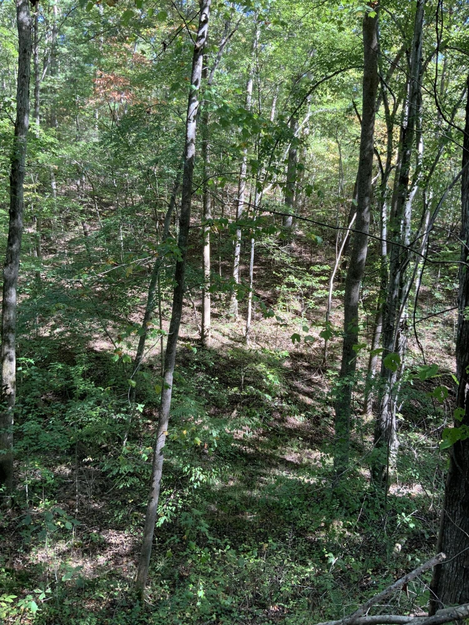 0 Laurel Bluff Road Kingston, TN 37763 - Photo 1 of 11 Gallery Image 1