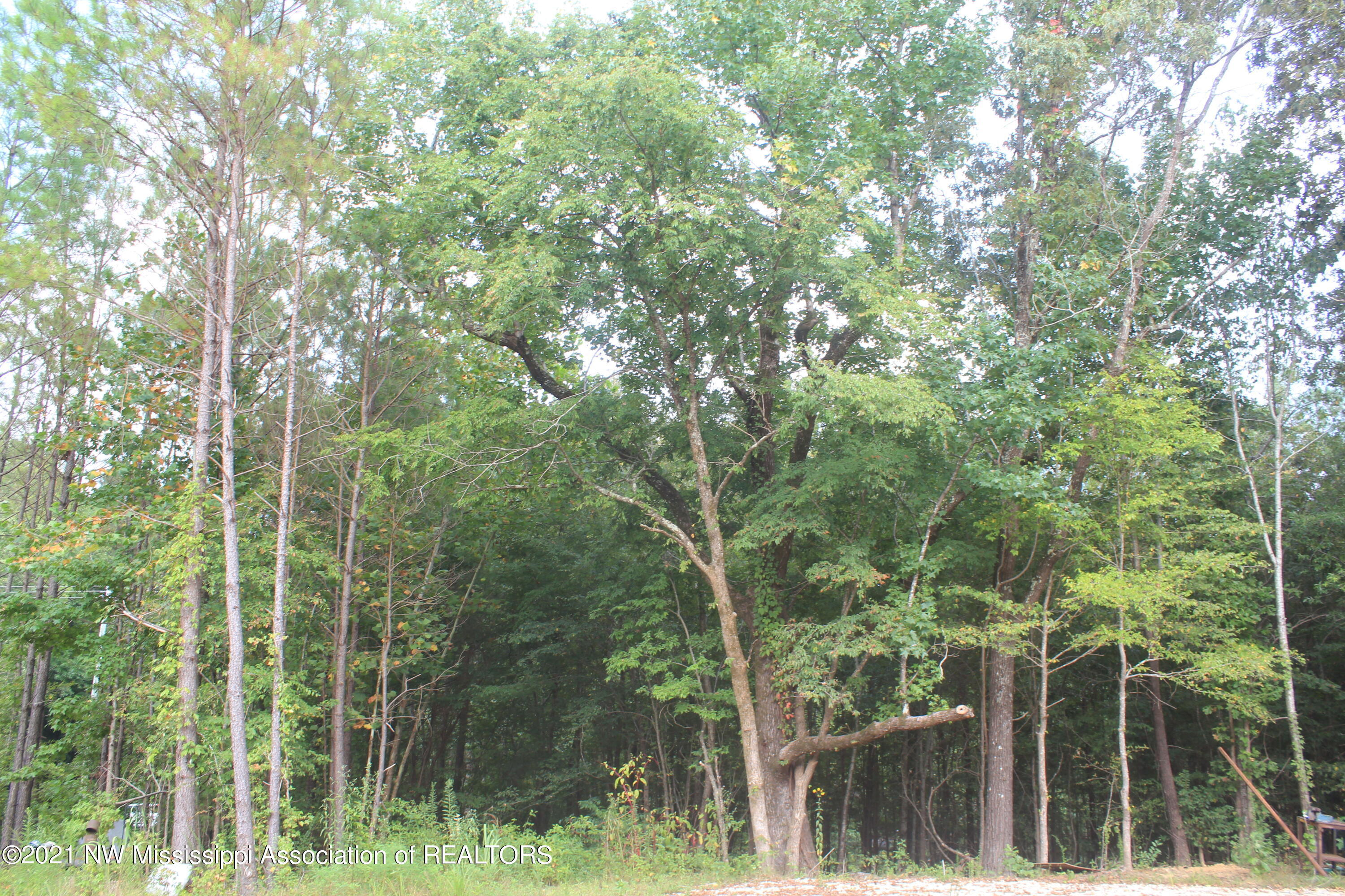 200 Odell Road Holly Springs, MS 38635 - Photo 10 of 13 IMG_7095
