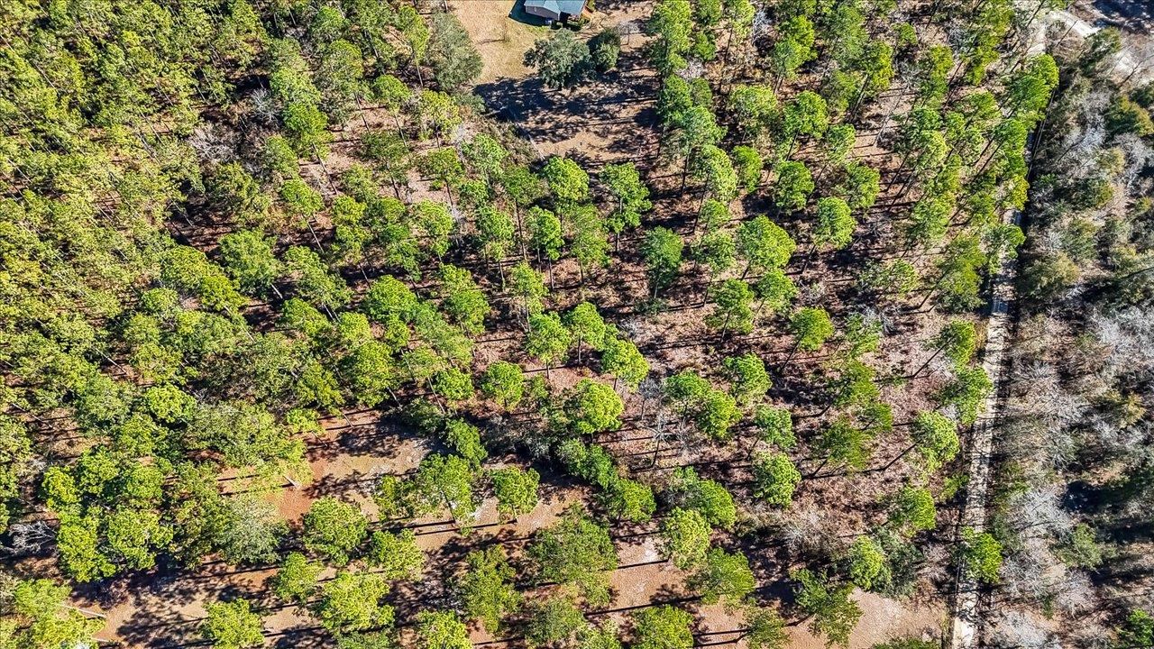 487 Cox Road Monticello, FL 32344 - Photo 7 of 17 Gallery Image 7