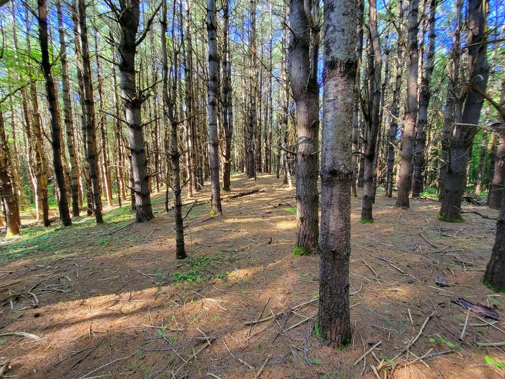 Lot 14 Stream Road Vienna, ME 04360 - Photo 11 of 20 29-Pine