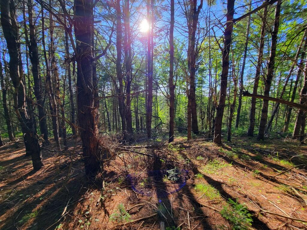 Lot 14 Stream Road Vienna, ME 04360 - Photo 12 of 20 30-Trees