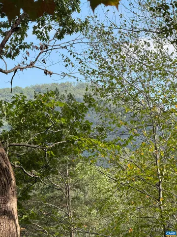 a view of a bunch of plants and trees