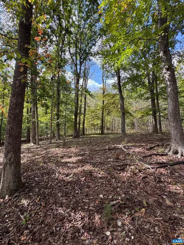 a view of a tree in the middle of a yard