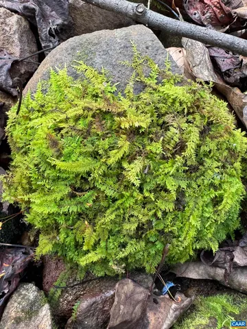 a view of a garden with a tree