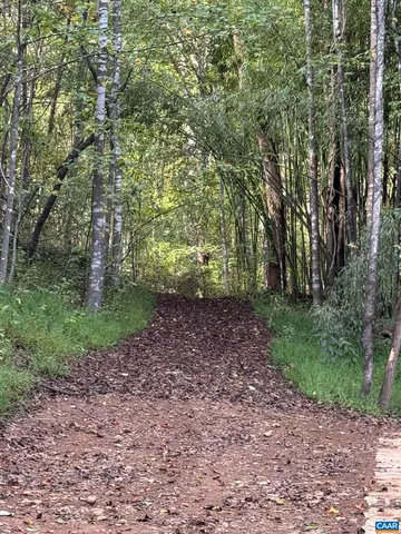 a view of a yard with plants and large trees