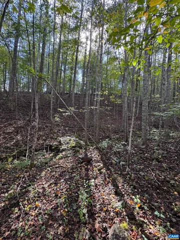 a view of a forest with trees