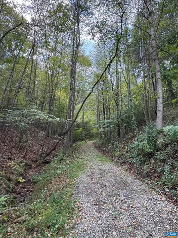 a view of a forest with trees in the background