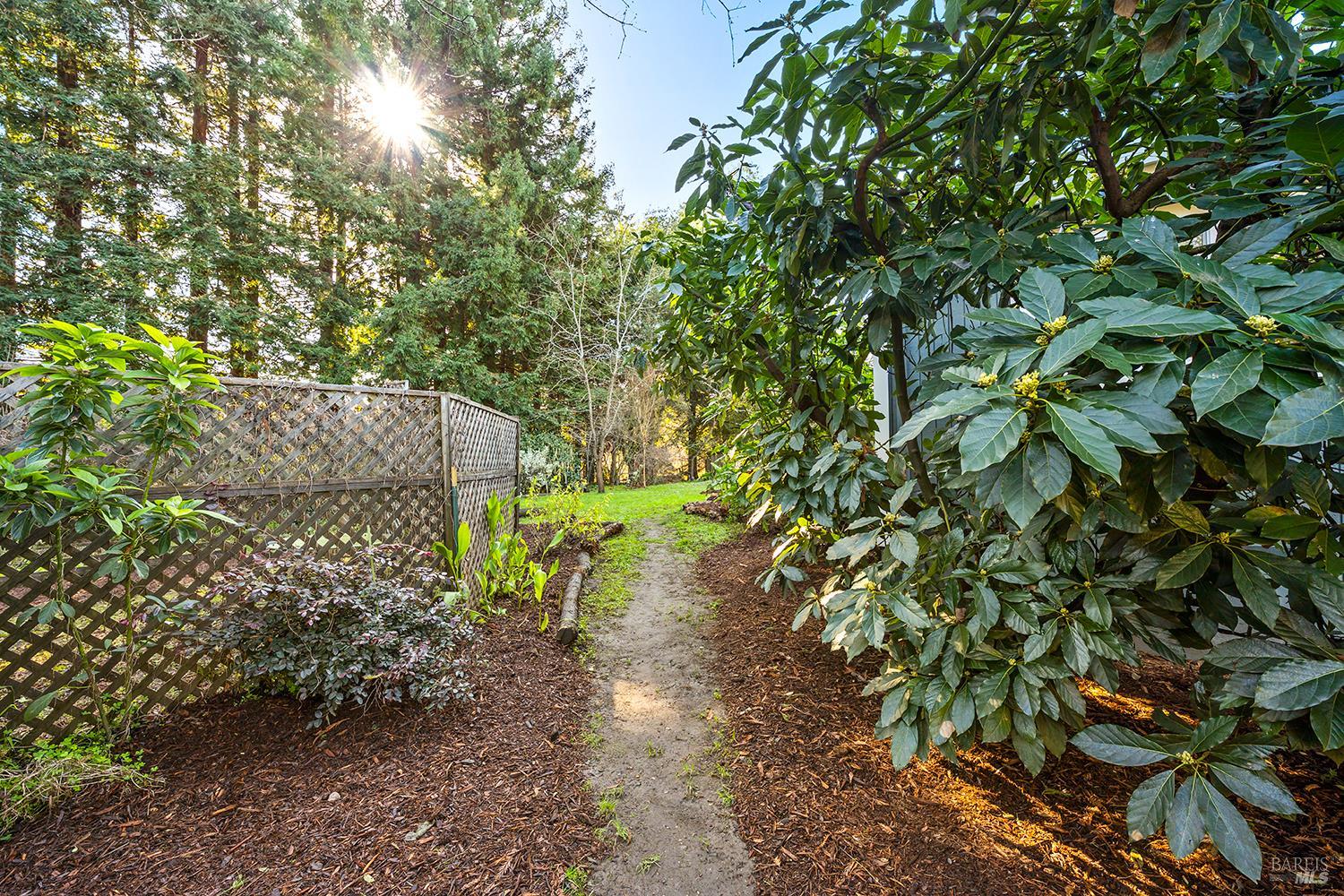 1417 Deer Lane Sebastopol, CA 95472 - Photo 37 of 66 a view of a yard with plants and tree
