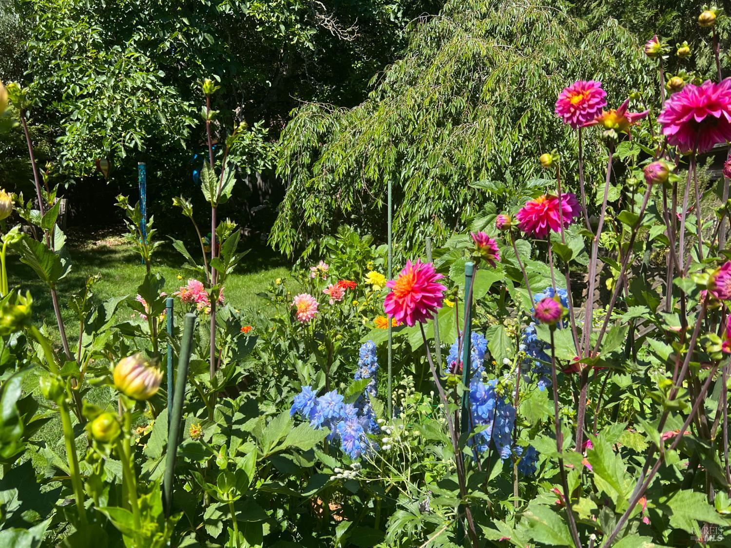 1417 Deer Lane Sebastopol, CA 95472 - Photo 42 of 66 a flower view