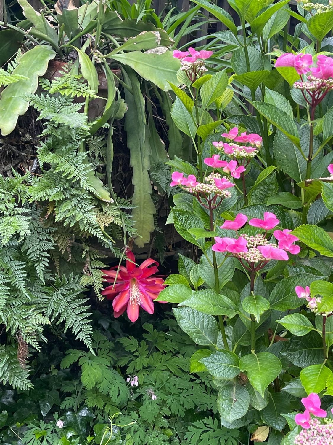1417 Deer Lane Sebastopol, CA 95472 - Photo 44 of 66 Flowers in yard last spring/summer