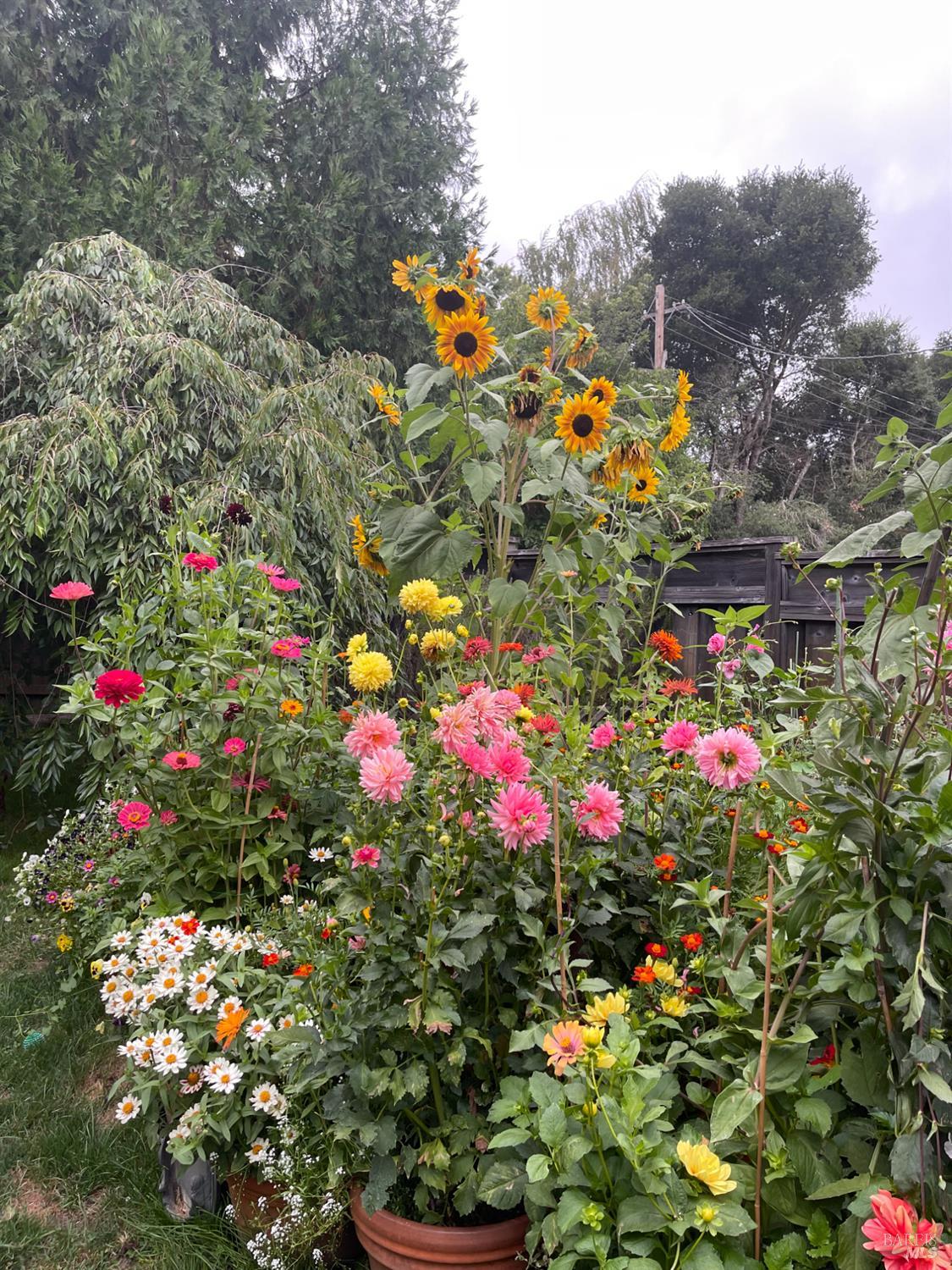 1417 Deer Lane Sebastopol, CA 95472 - Photo 50 of 66 Flowers in yard last spring/summer
