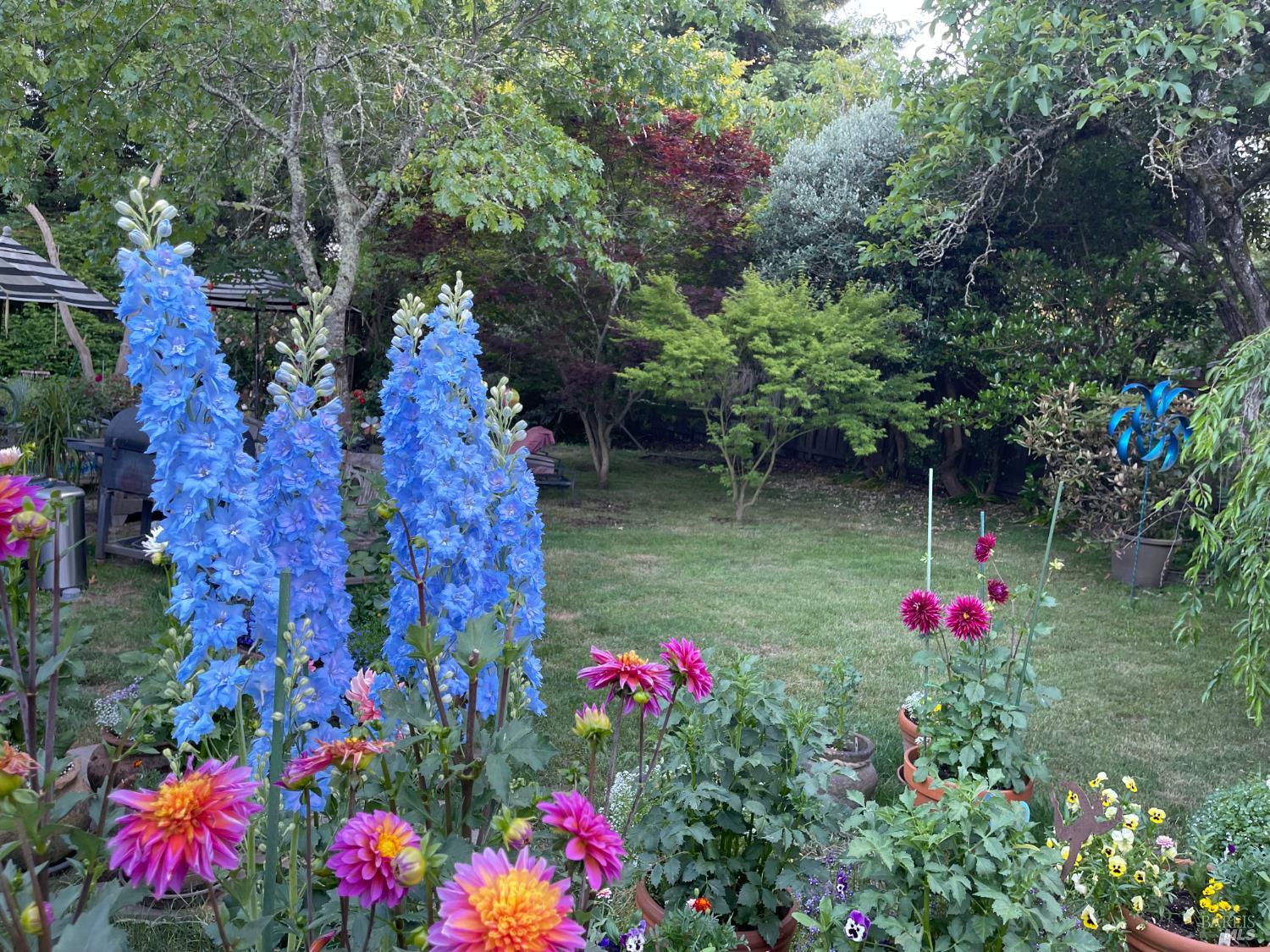 1417 Deer Lane Sebastopol, CA 95472 - Photo 52 of 66 Flowers in yard last spring/summer