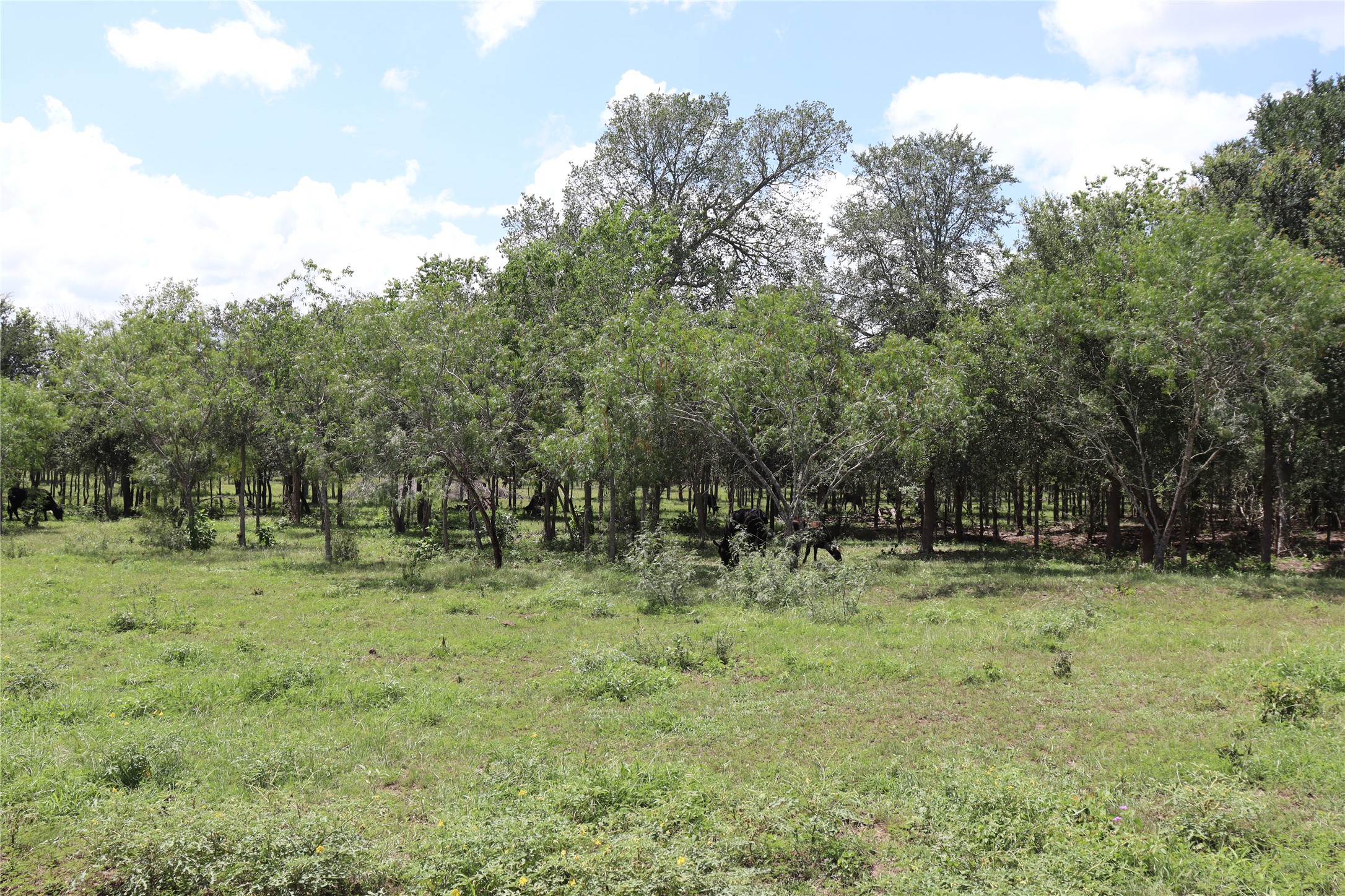 1220 Brushy Branch Road Lockhart, TX 78644 - Photo 5 of 14 Green pastures and mature trees create a peaceful, private environment.