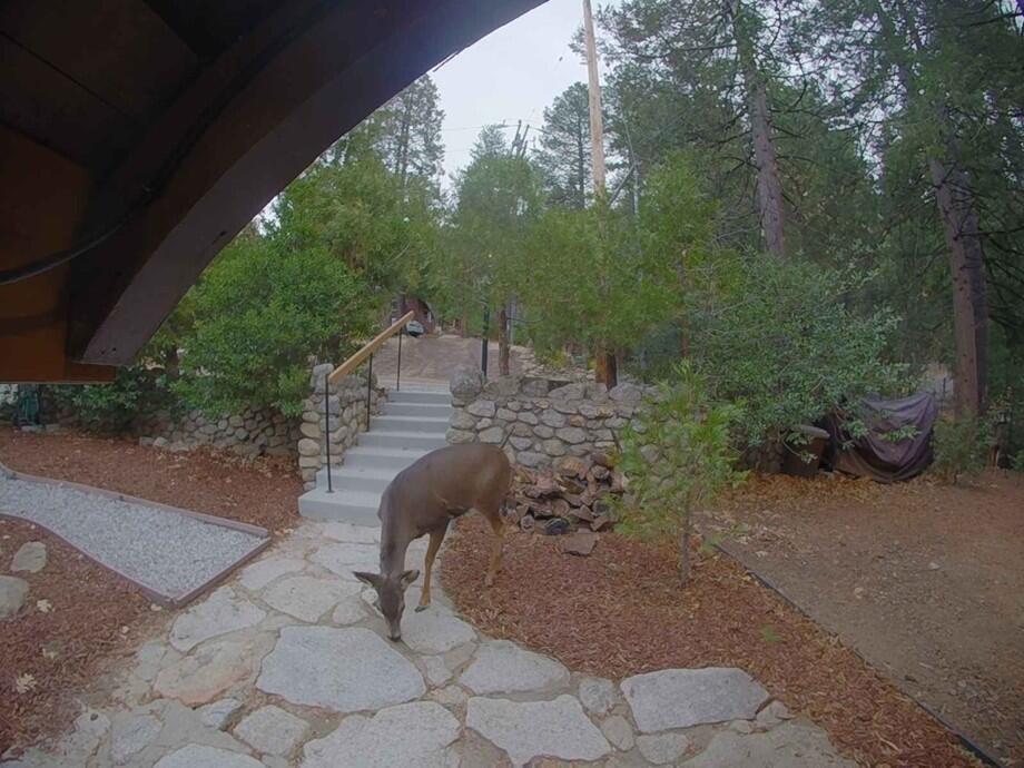 25835 Wayne Road Idyllwild, CA 92549 - Photo 51 of 54 IMG_4024