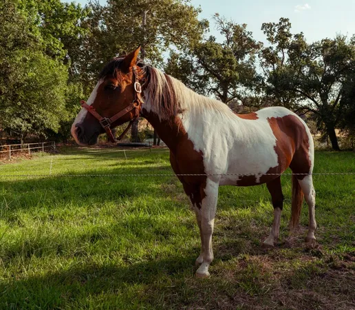 $5,800,000 | 7555 Merced Falls Road, Snelling, CA 95369