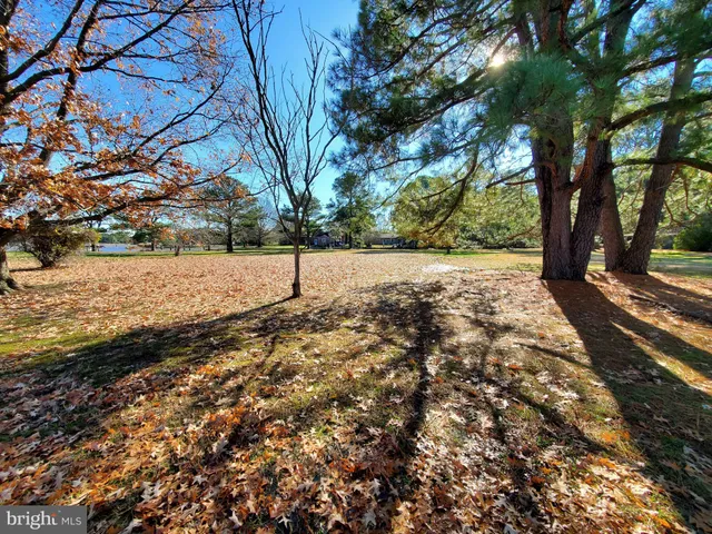 a view of dirt yard with a tree