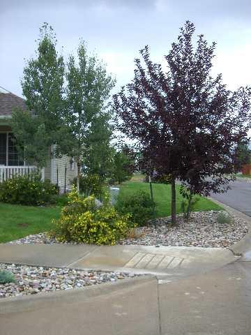 394 Evergreen Drive Rifle, CO 81650 - Photo 2 of 9 a green field with trees in the background