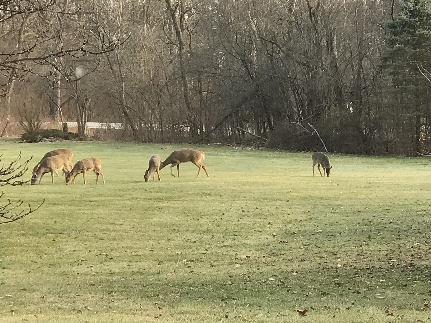 34-w038 Country Club Road St. Charles, IL 60174 - Photo 44 of 47