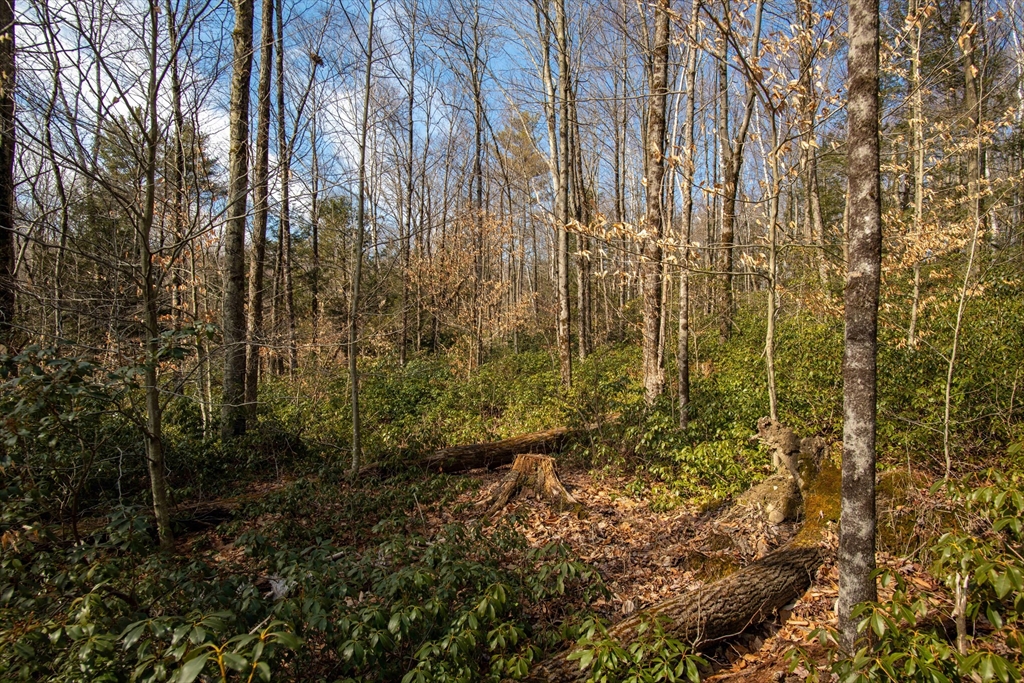 115 Lyon Hill Road Chester, MA 01011 - Photo 1 of 19 a view of a garden