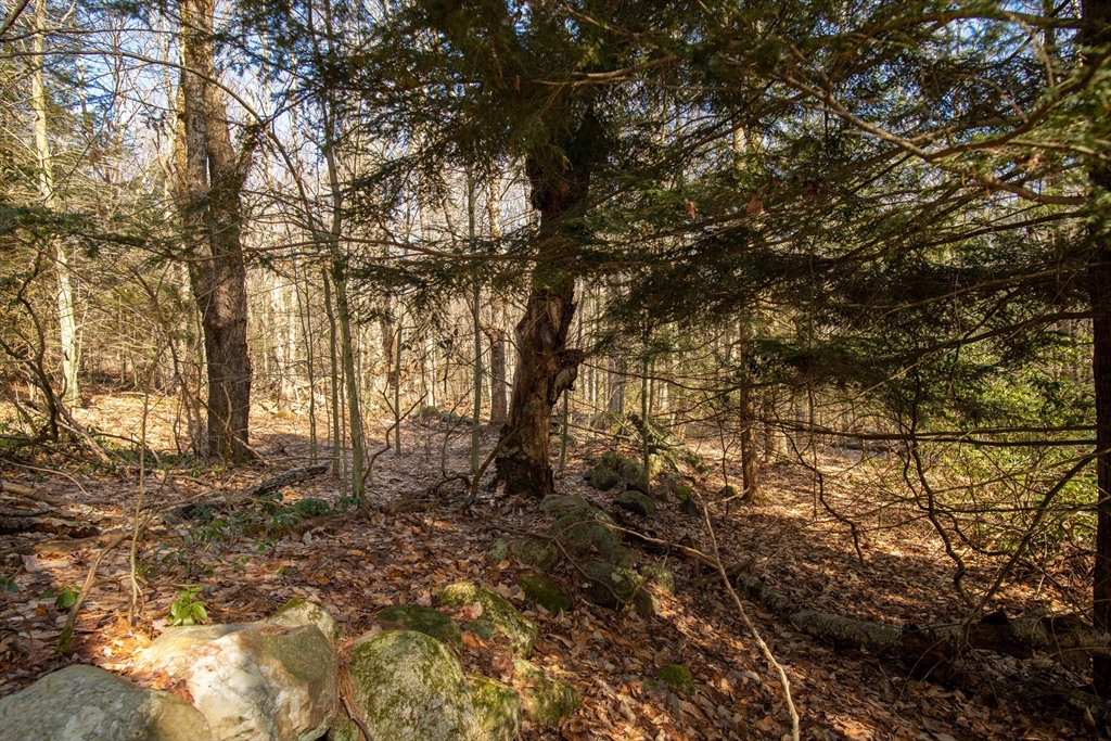 115 Lyon Hill Road Chester, MA 01011 - Photo 11 of 19 a backyard of a house with lots of trees