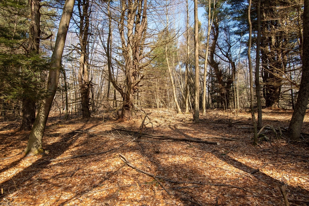 115 Lyon Hill Road Chester, MA 01011 - Photo 13 of 19 a backyard of a house with lots of green space