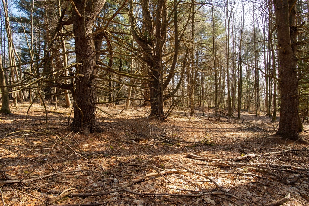 115 Lyon Hill Road Chester, MA 01011 - Photo 14 of 19 a view of a tree in the middle of a yard