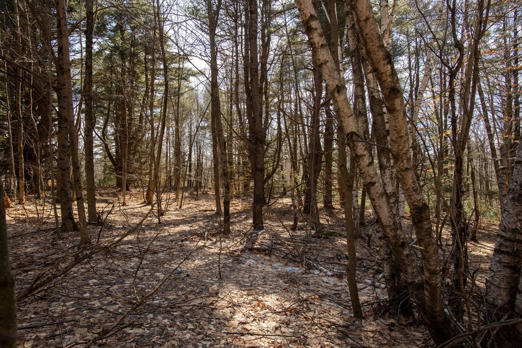 115 Lyon Hill Road Chester, MA 01011 - Photo 16 of 19 a view of a forest with trees in the background