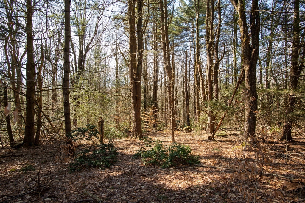 115 Lyon Hill Road Chester, MA 01011 - Photo 17 of 19 a view of outdoor space with lots of trees