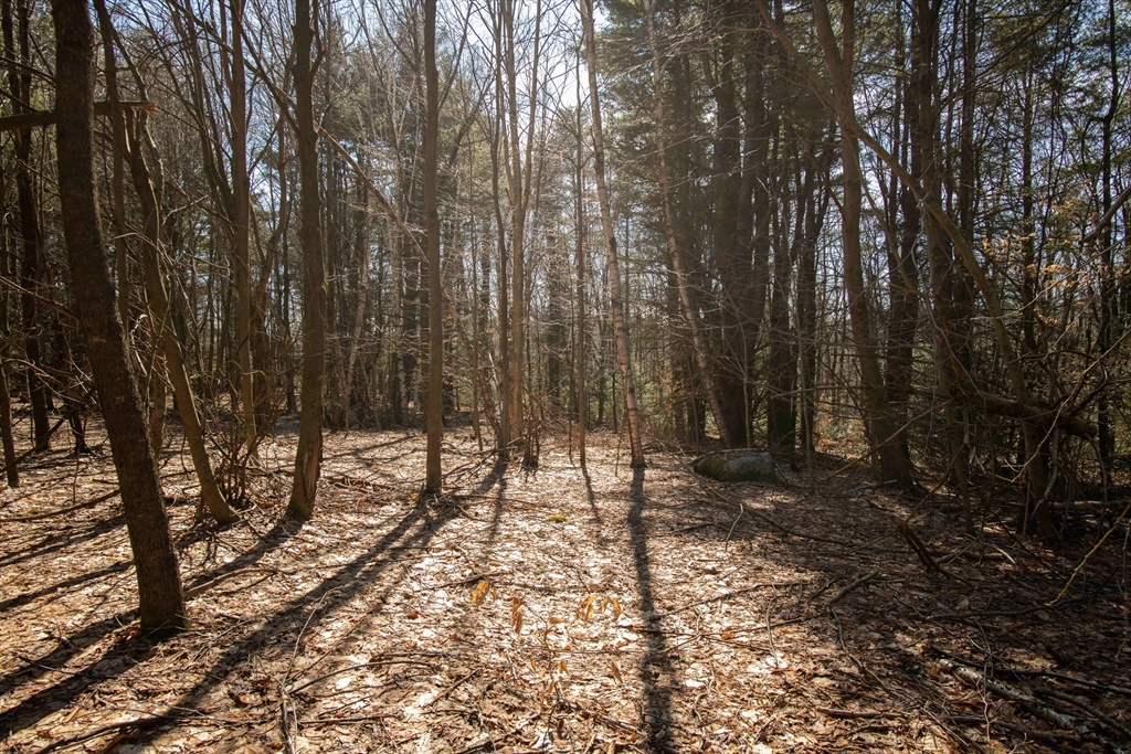 115 Lyon Hill Road Chester, MA 01011 - Photo 18 of 19 a view of a forest with trees