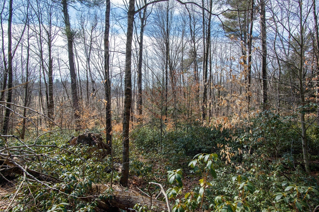 115 Lyon Hill Road Chester, MA 01011 - Photo 2 of 19 a view of forest