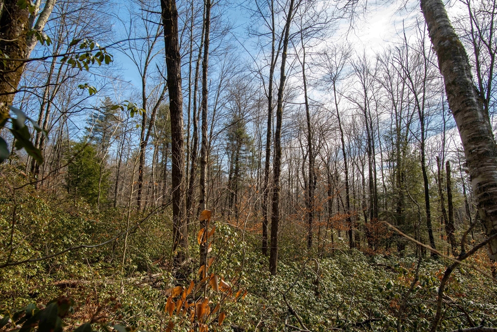 115 Lyon Hill Road Chester, MA 01011 - Photo 4 of 19 a view of forest