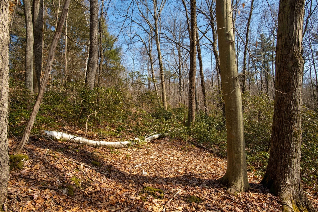 115 Lyon Hill Road Chester, MA 01011 - Photo 6 of 19 a view of a yard with lots of trees