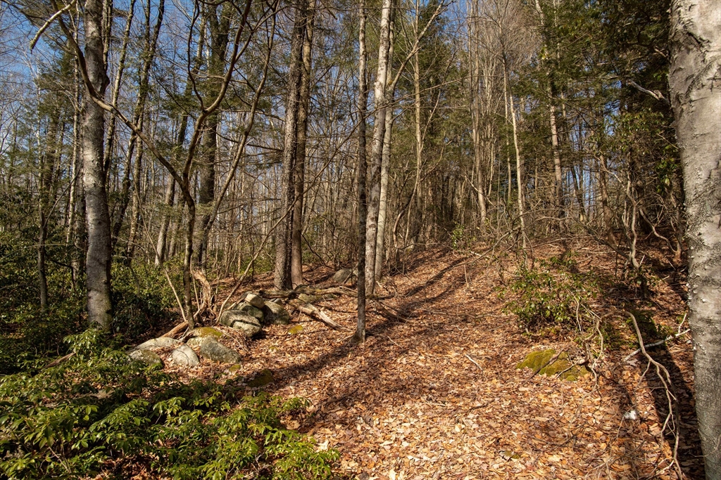 115 Lyon Hill Road Chester, MA 01011 - Photo 9 of 19 a view of a yard with large trees