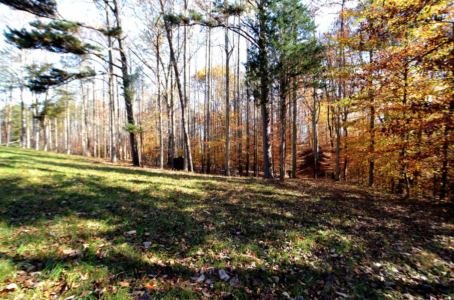 144 Opossum Run Road Irvine, KY 40336 - Photo 24 of 34 Many of the trees on this farm are over