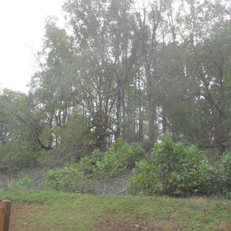 2643 Rutrough Road Southeast Roanoke, VA 24014 - Photo 24 of 32 a view of forest