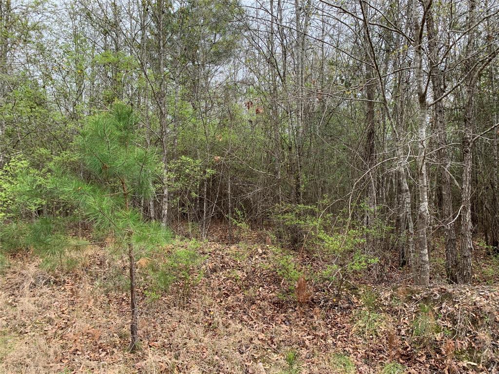 0 Sikes Orchard Road Jamestown, LA 71045 - Photo 1 of 5