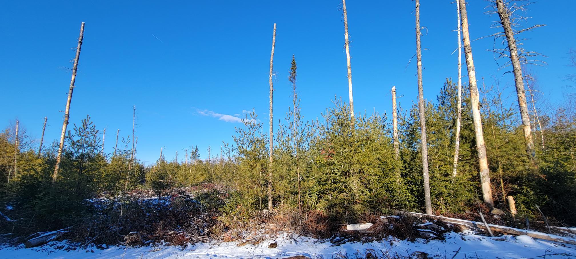 4 Spaulding Road Palmyra, ME 04965 - Photo 5 of 36 Lot 6