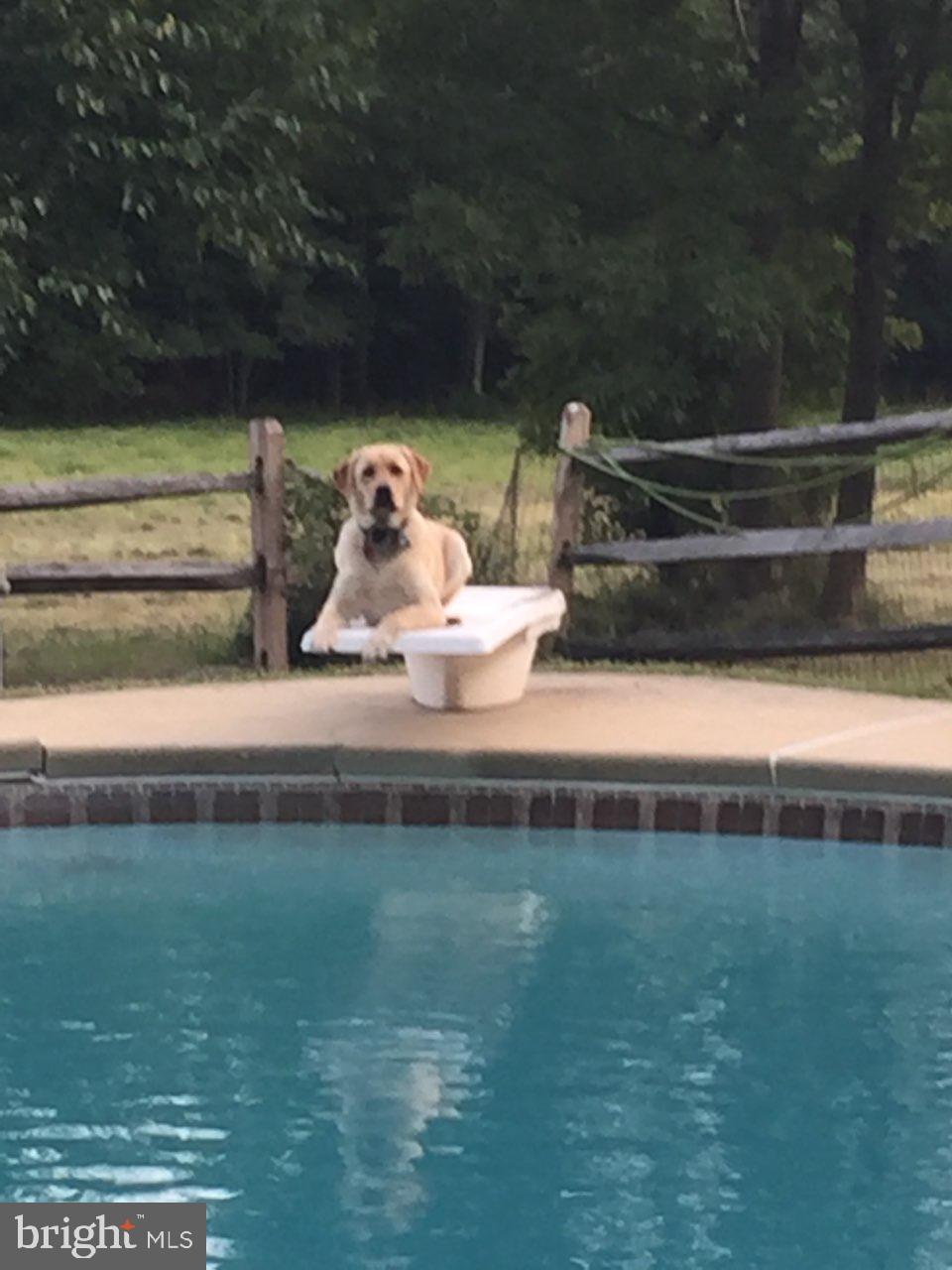 2755 Walton Road Jamison, PA 18929 - Photo 54 of 62 POOL
