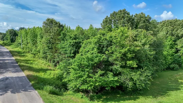 a view of a garden with a tree