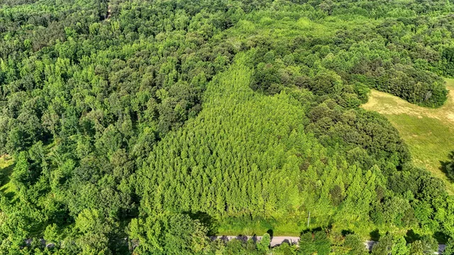 a view of a lush green forest