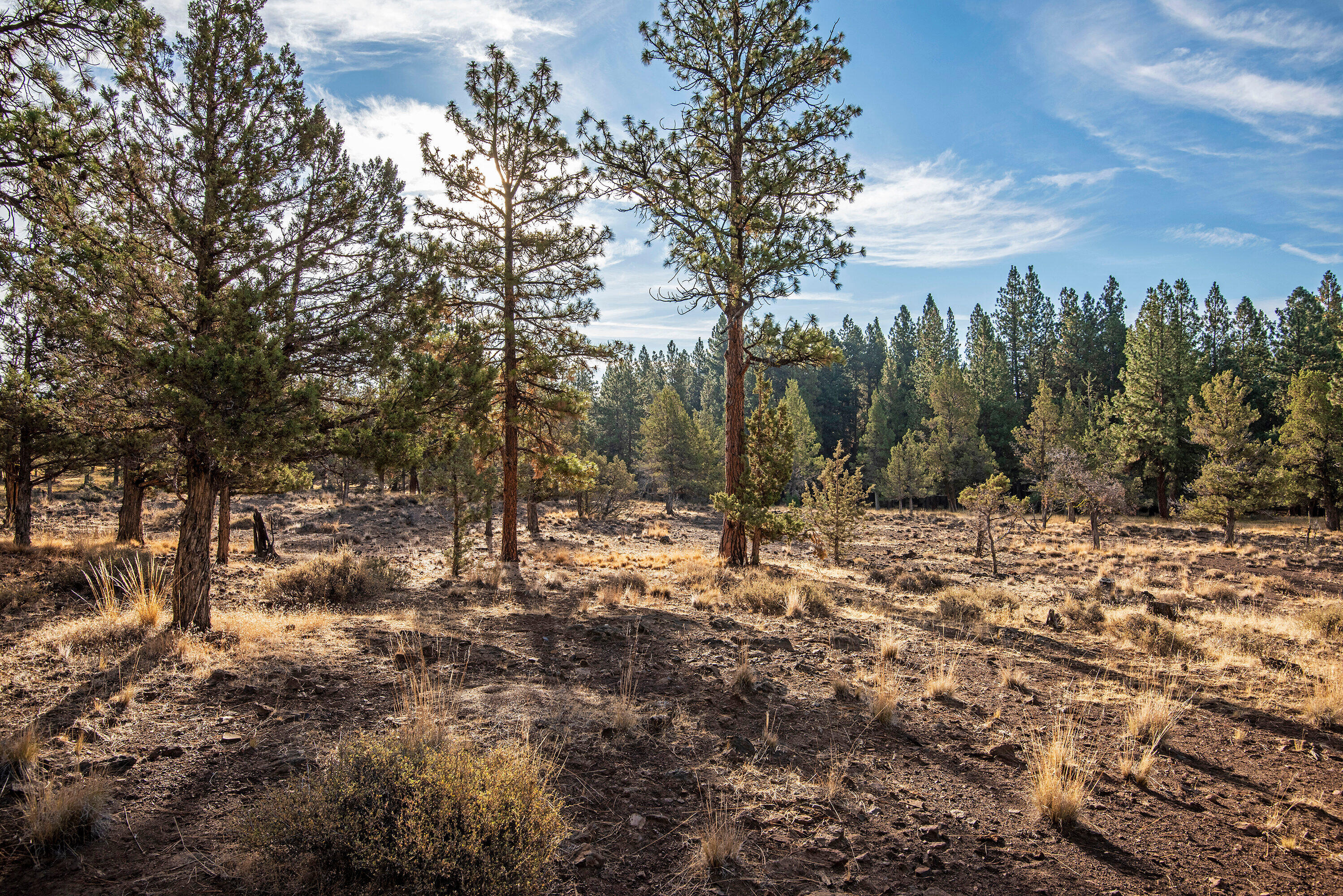 16065 Fox Ridge Circle Sisters, OR 97759 - Photo 3 of 16 a view of a forest filled with trees