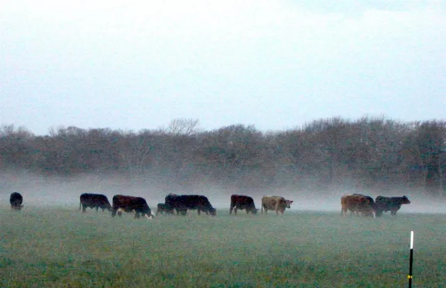 a view of a big yard