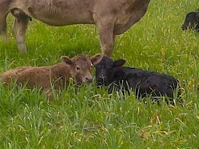 a view of a garden with plants